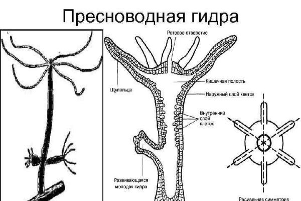 Кракен ссылка на сайт