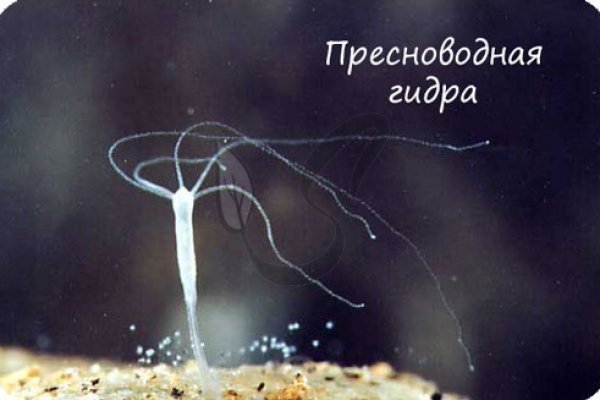 Главная страница кракен
