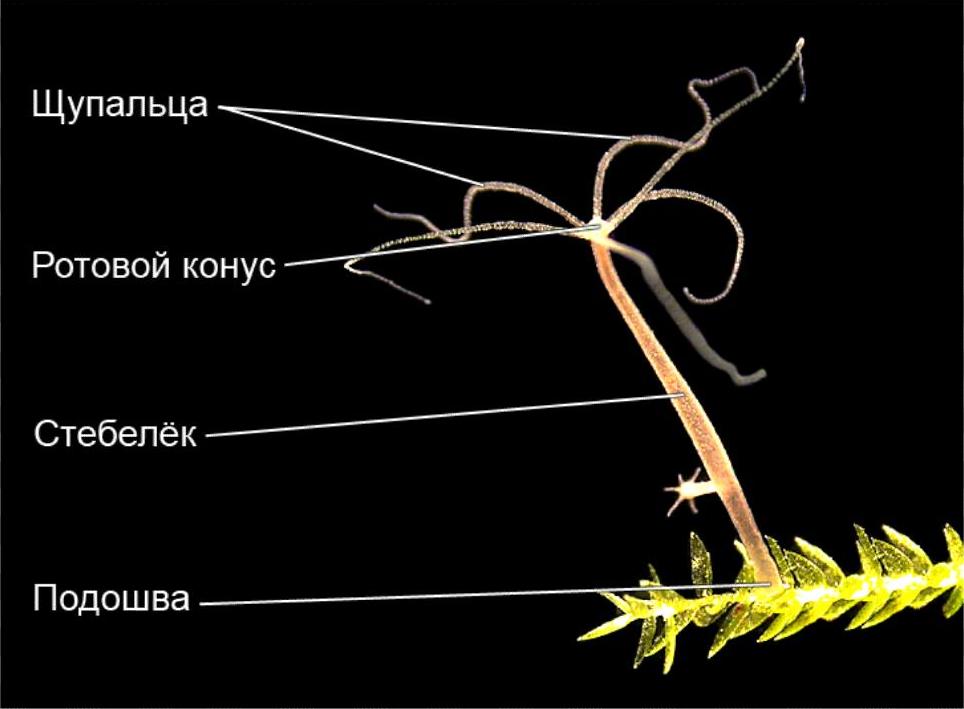 Onion сайт кракен