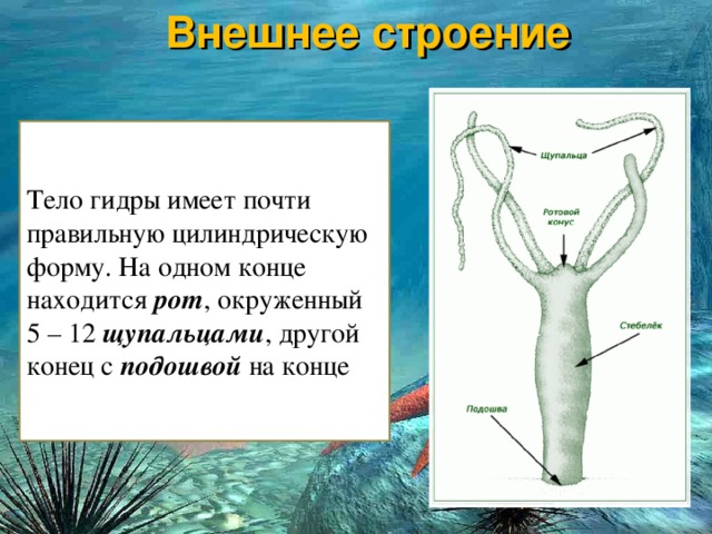 Кракен 16